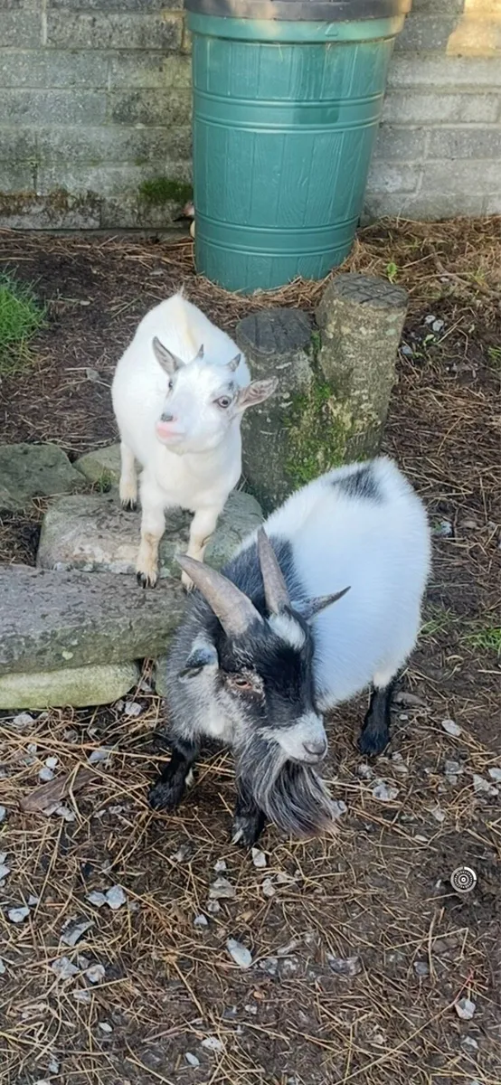 Pygmy goat kid - Image 1