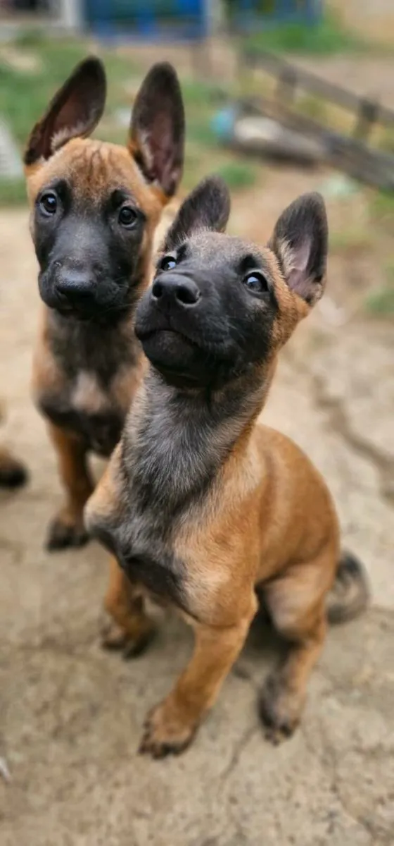 Malinois/Belgium shepherd - Image 1