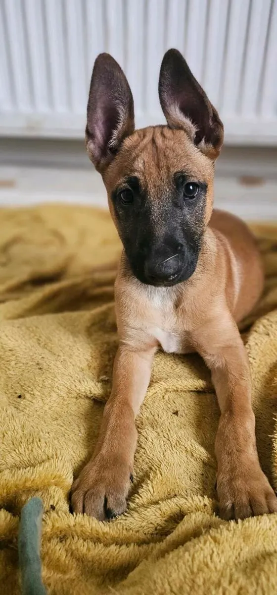 Malinois/Belgium shepherd - Image 2