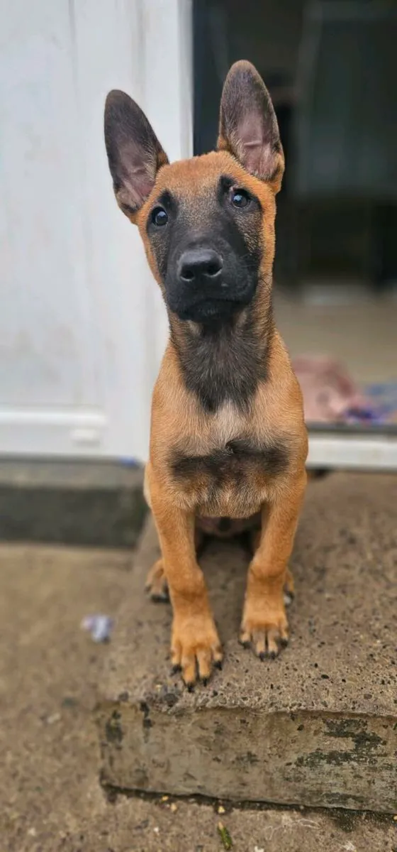 Malinois/Belgium shepherd - Image 3