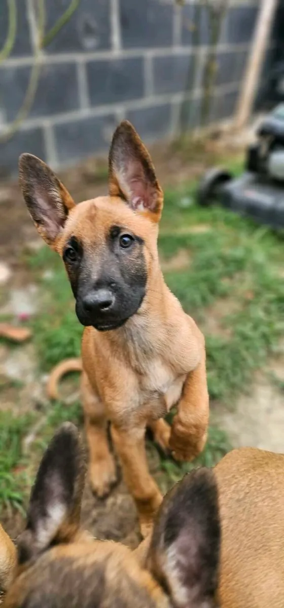 Malinois/Belgium shepherd - Image 4
