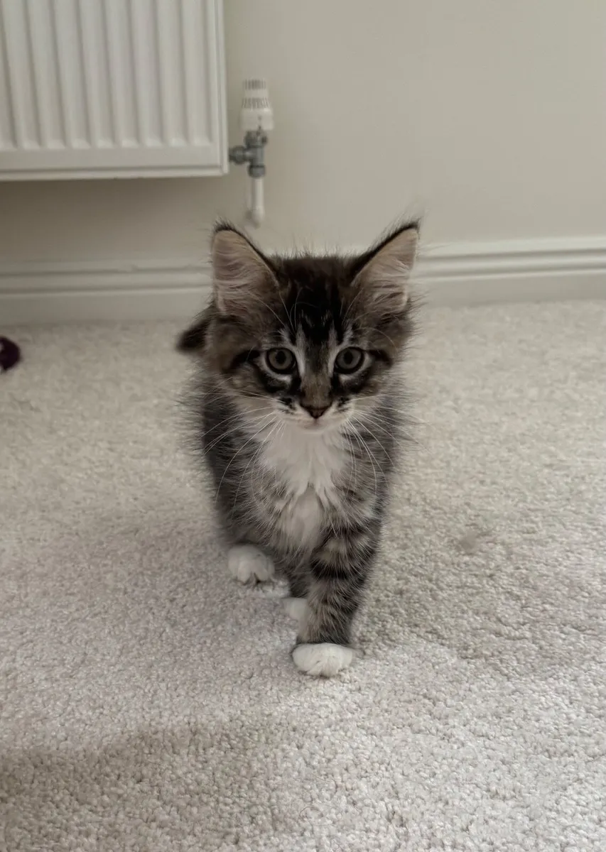 Sweet Maine Coon Mix Babies - Image 1