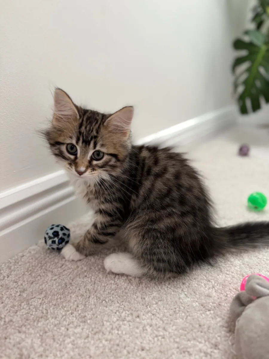 Sweet Maine Coon Mix Babies - Image 2