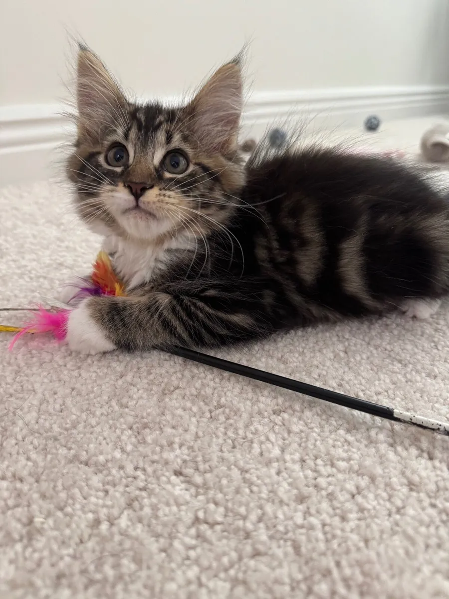 Sweet Maine Coon Mix Babies - Image 3