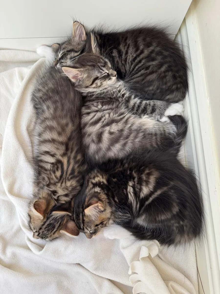 Sweet Maine Coon Mix Babies - Image 4