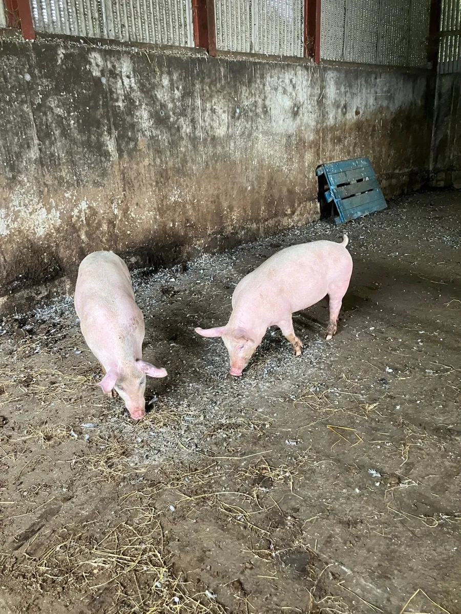 Fat pigs/ butchered pigs - Image 1