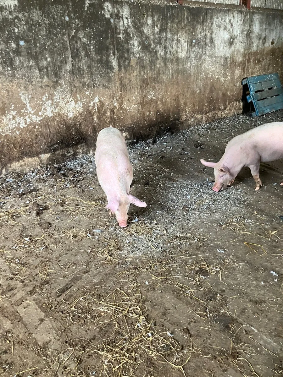 Fat pigs/ butchered pigs - Image 2