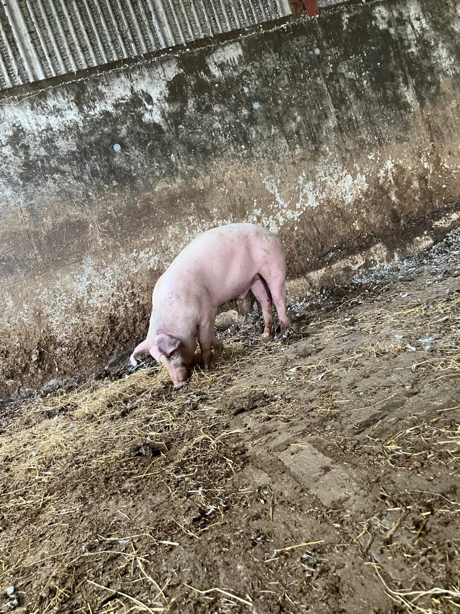 Fat pigs/ butchered pigs - Image 3