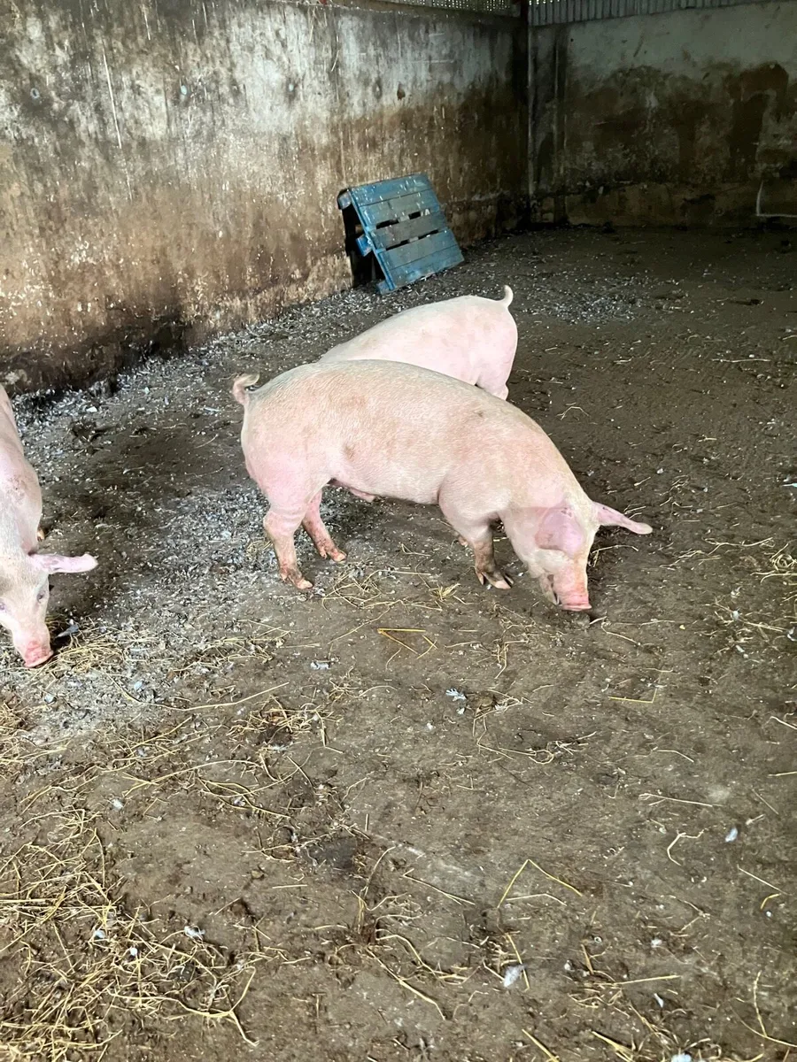 Fat pigs/ butchered pigs - Image 4
