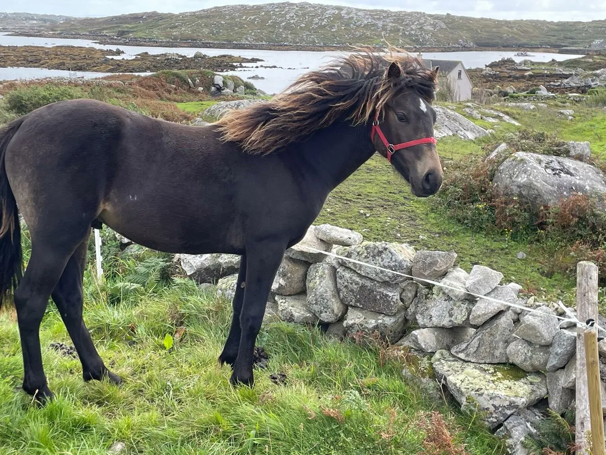 Connemara Yearing Colt - Image 2
