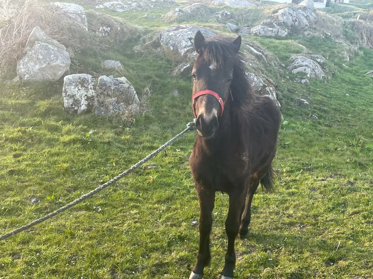 Connemara Yearing Colt - Image 3