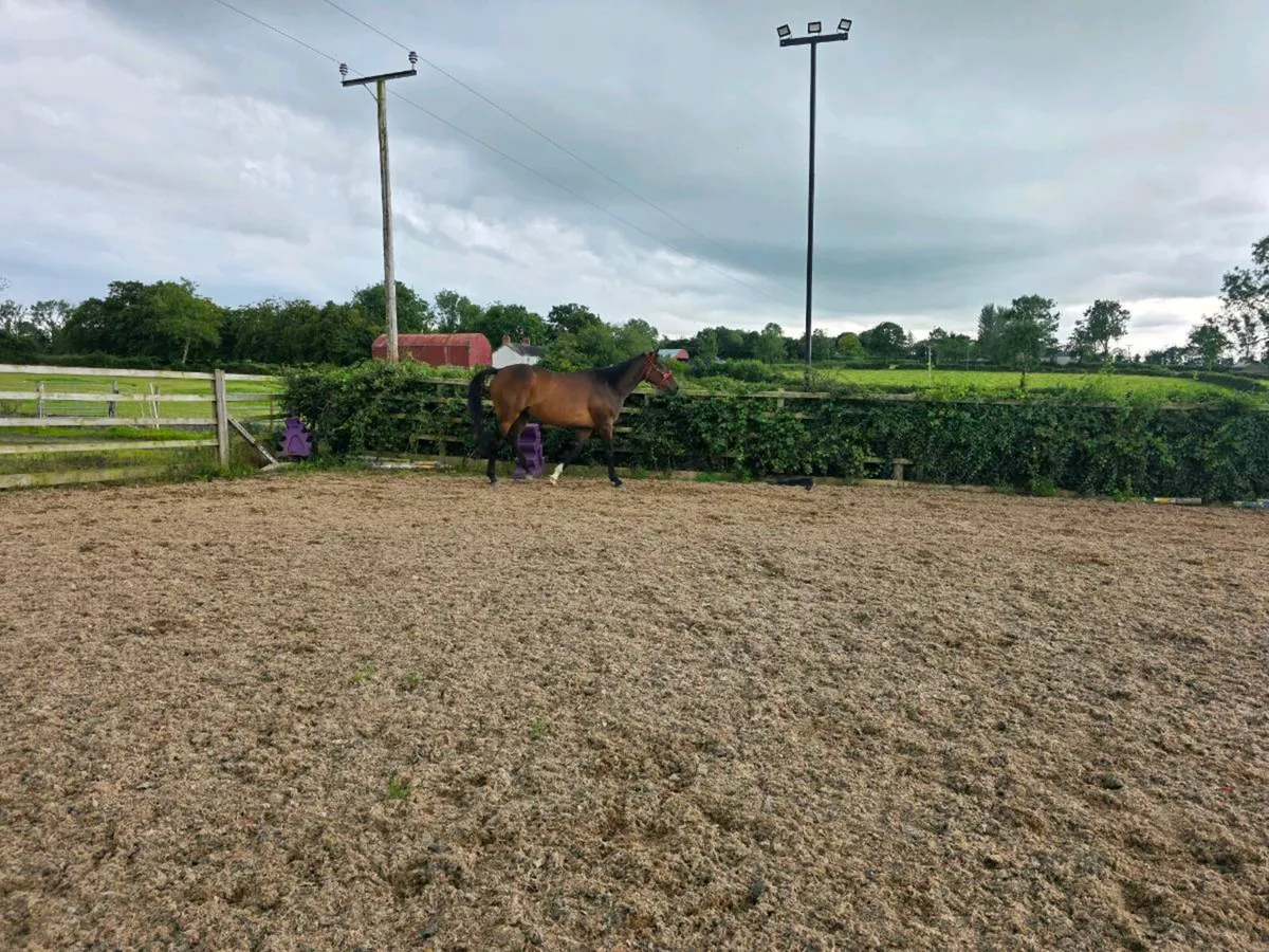 Horse - Image 1