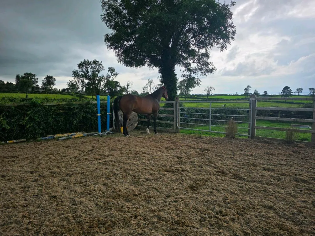 Horse - Image 2