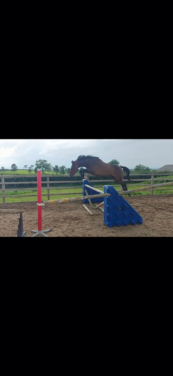 Horse - Image 3
