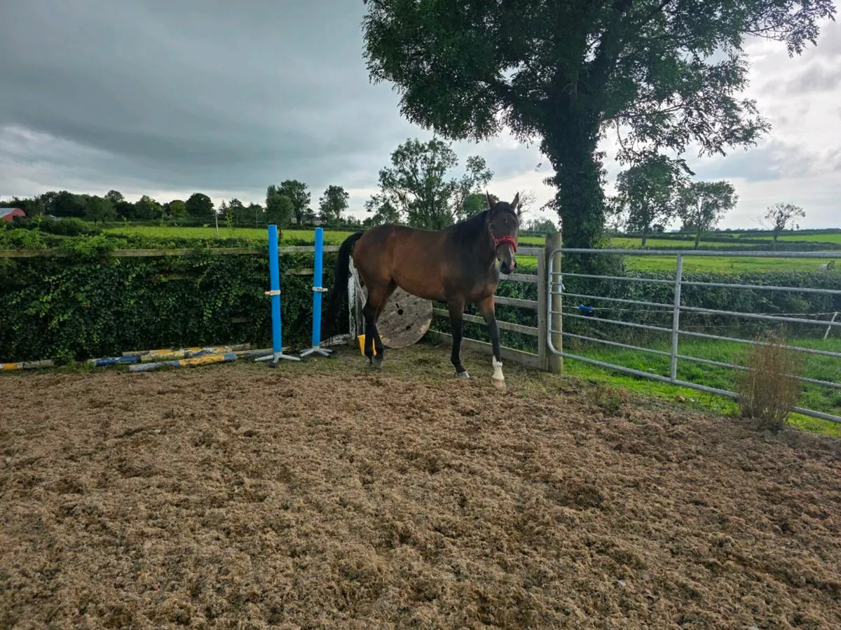 Horse - Image 4