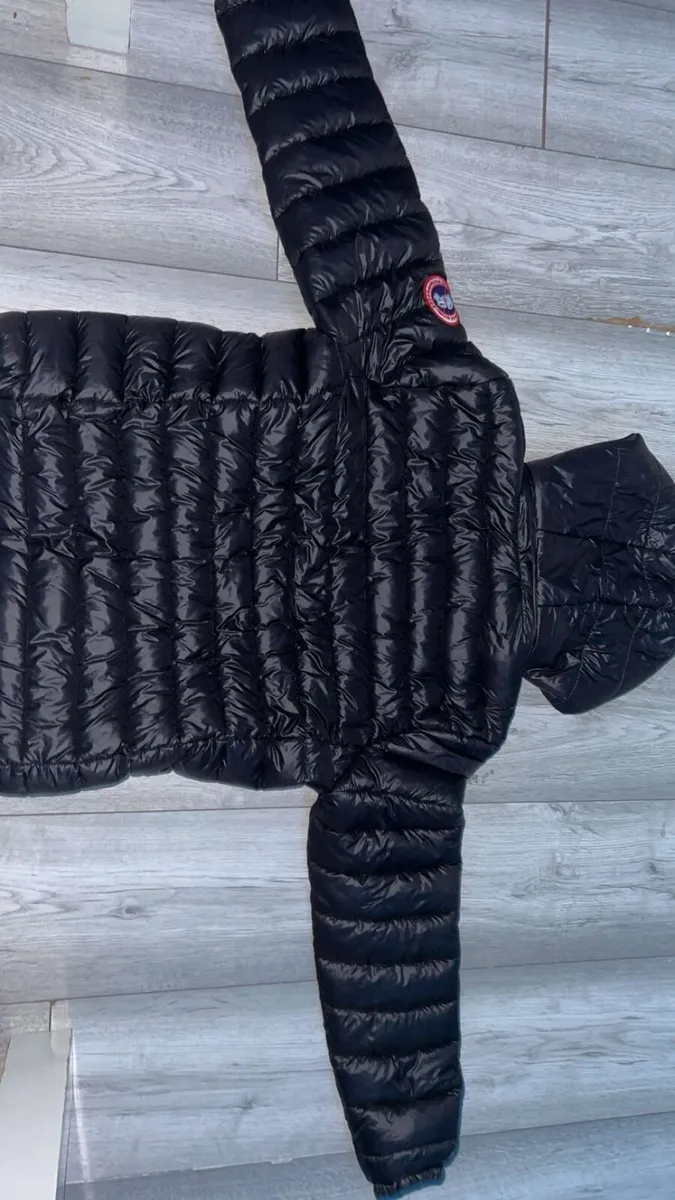 Canada goose - Image 3