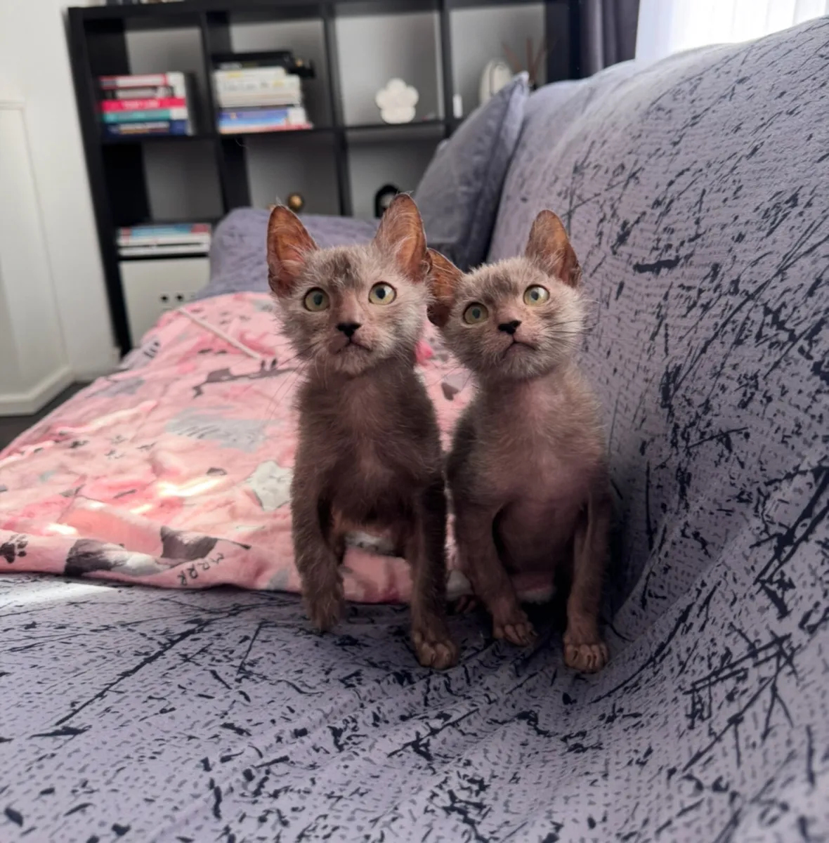 Lykoi for sale - Image 1