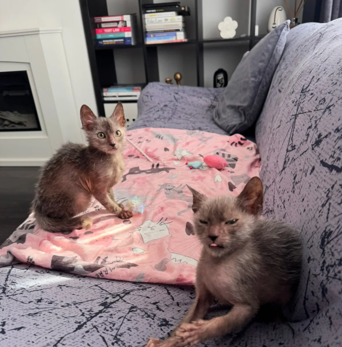 Lykoi for sale - Image 2
