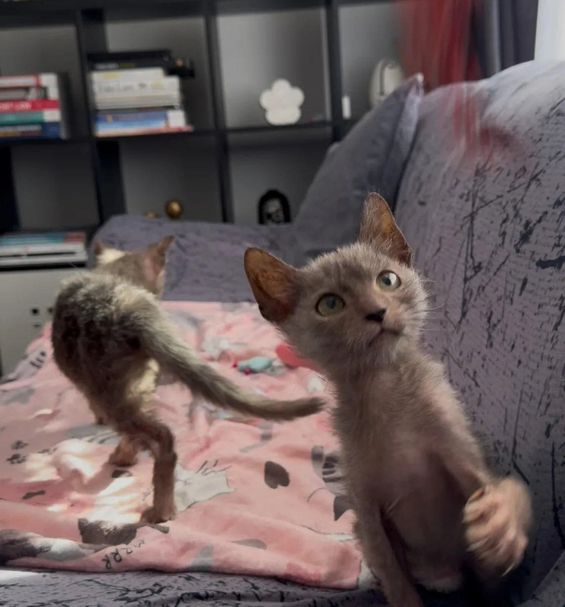 Lykoi for sale - Image 4