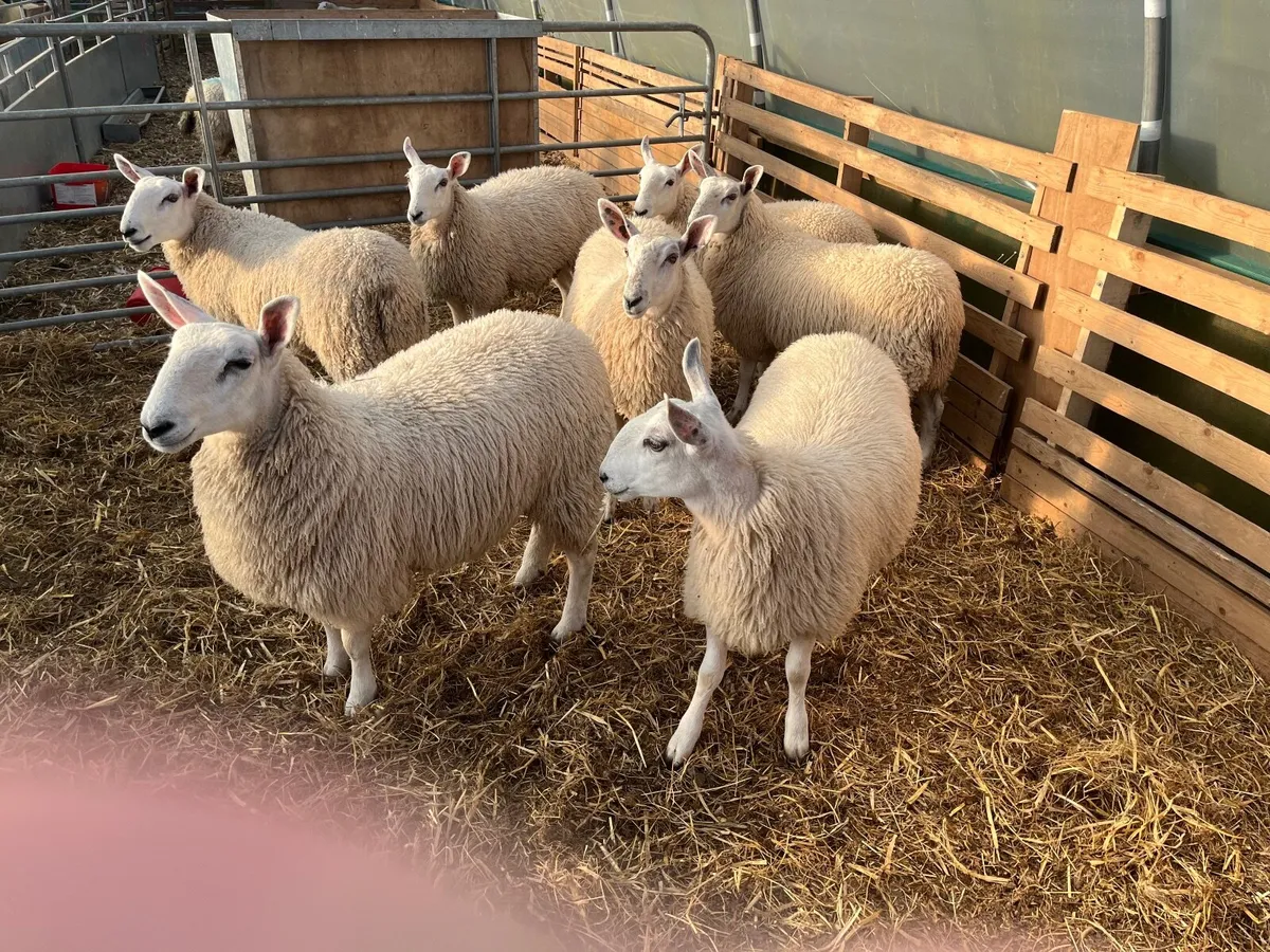 Sheep - Image 1