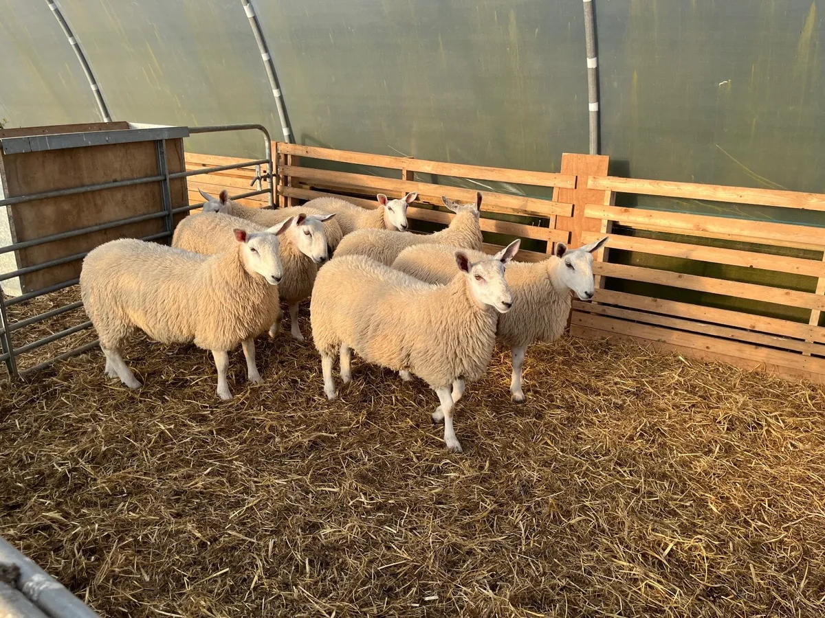 Sheep - Image 3