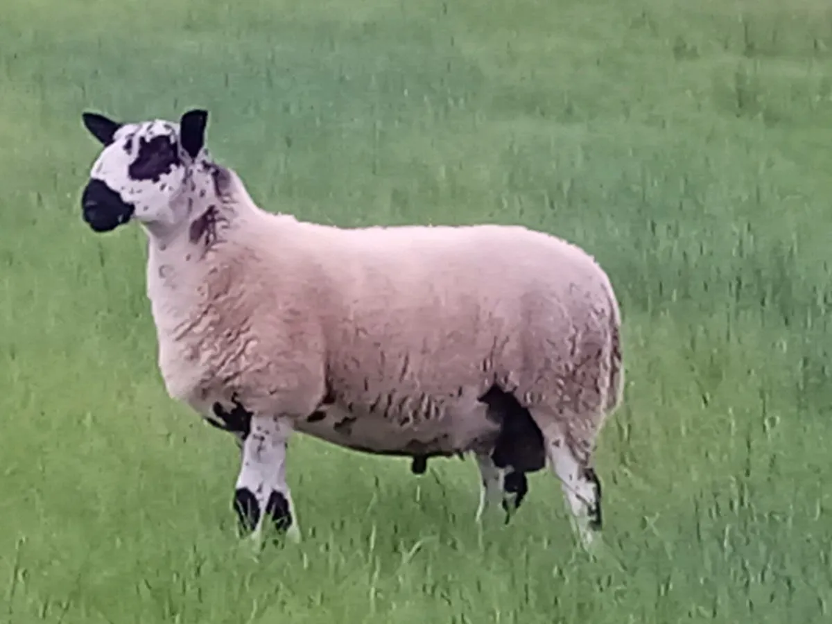 Milford hogget ram