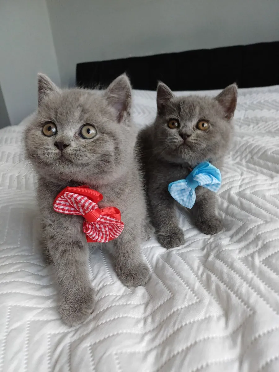 British   Shorthair kittens - Image 3