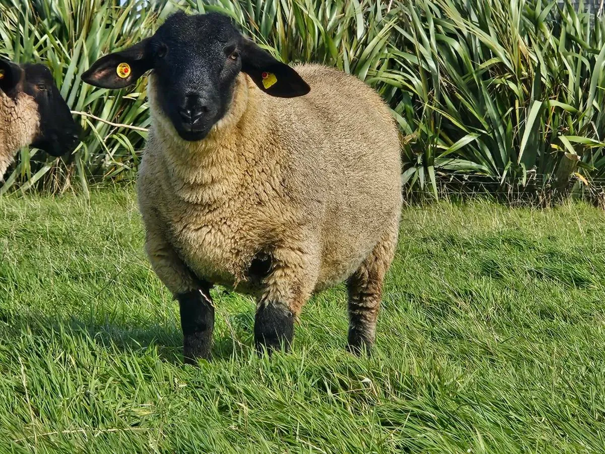 Pbnr suffolk ram - Image 2