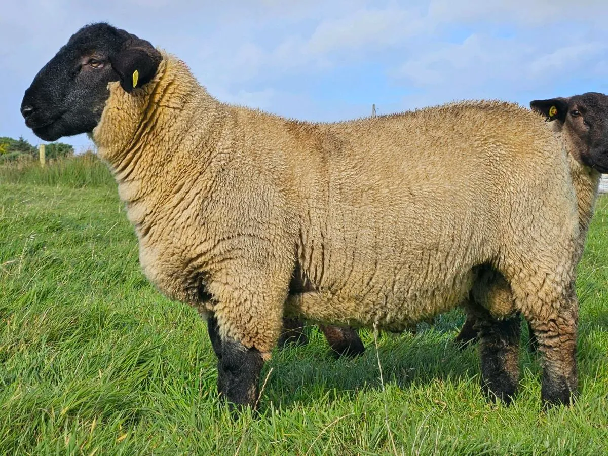 Pbnr suffolk ram - Image 1