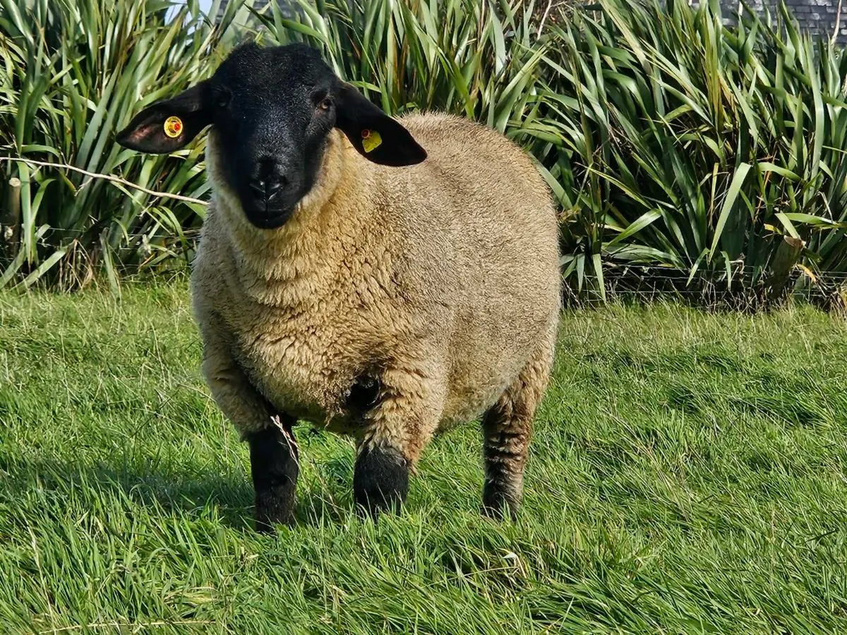 Pbnr suffolk ram - Image 3