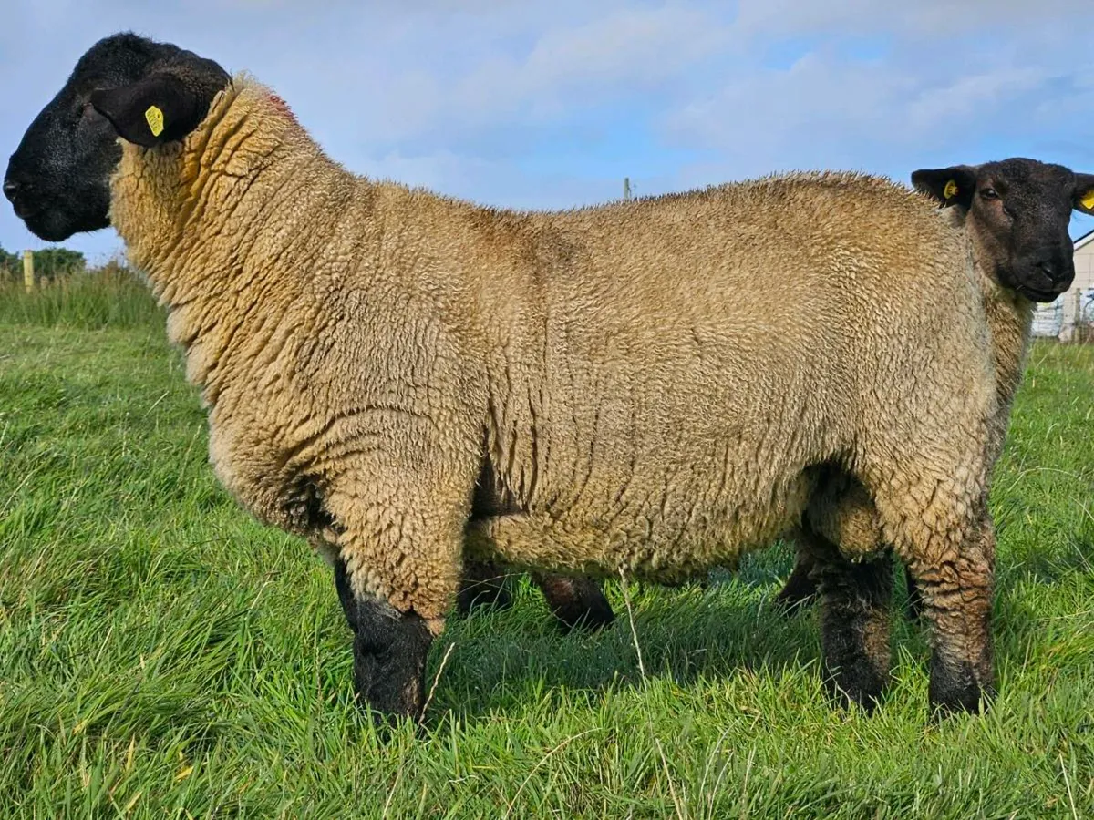 Pbnr suffolk ram - Image 4