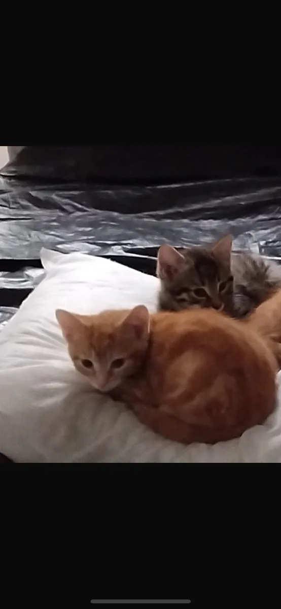 Kitten - Image 1