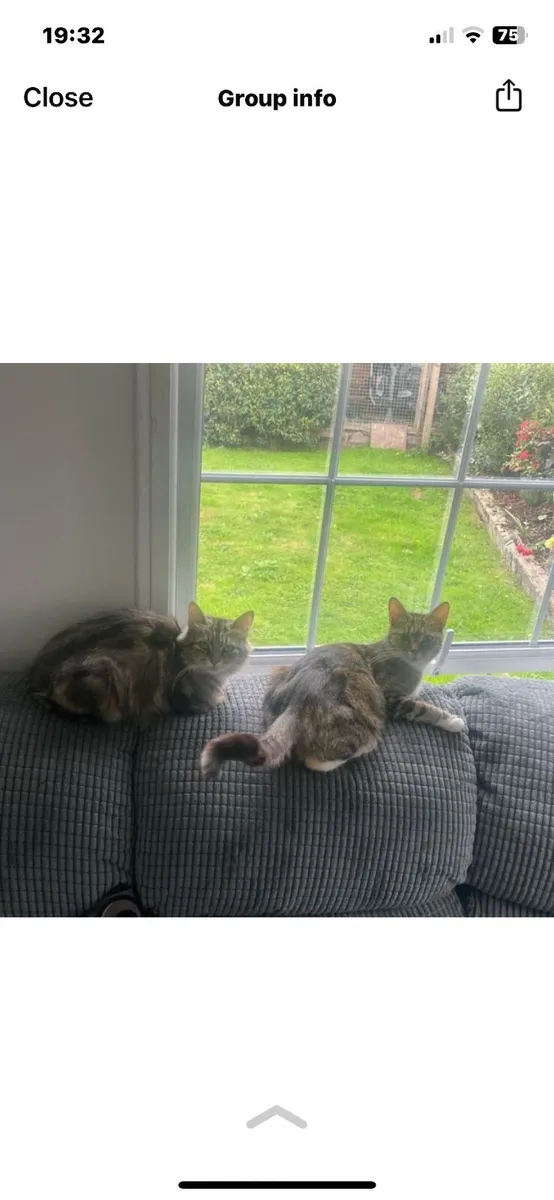 Kitten - Image 2