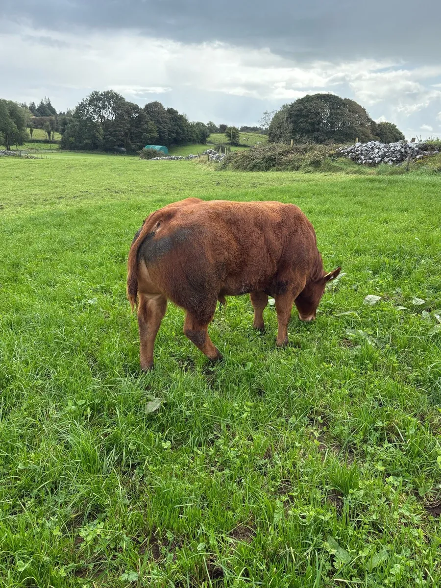 Weanling bulls - Image 1