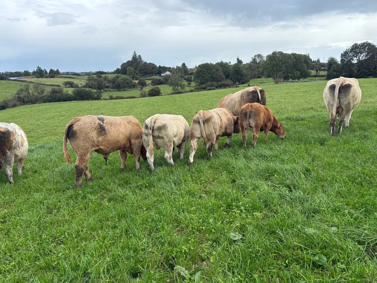 Weanling bulls - Image 2