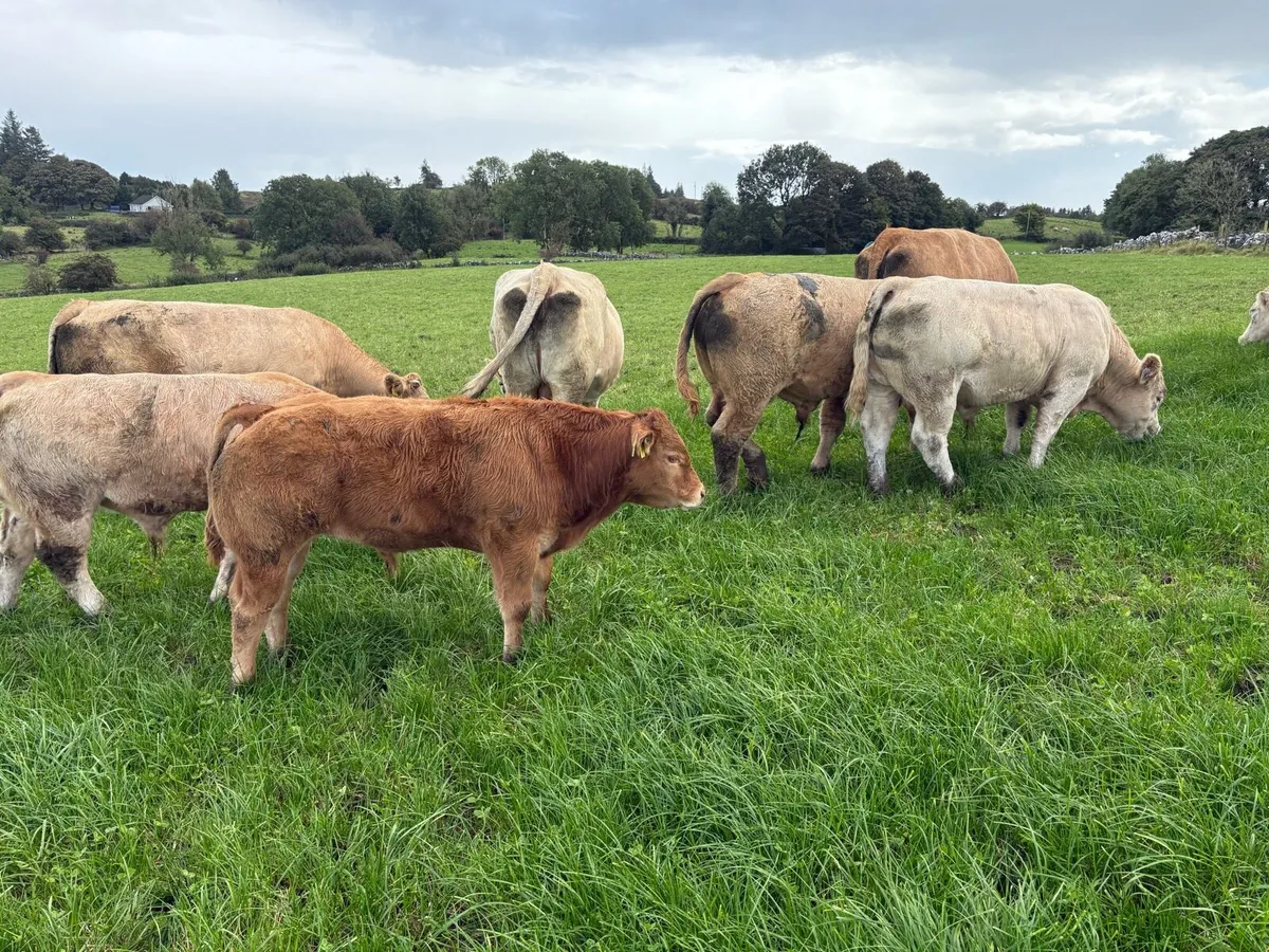 Weanling bulls - Image 3