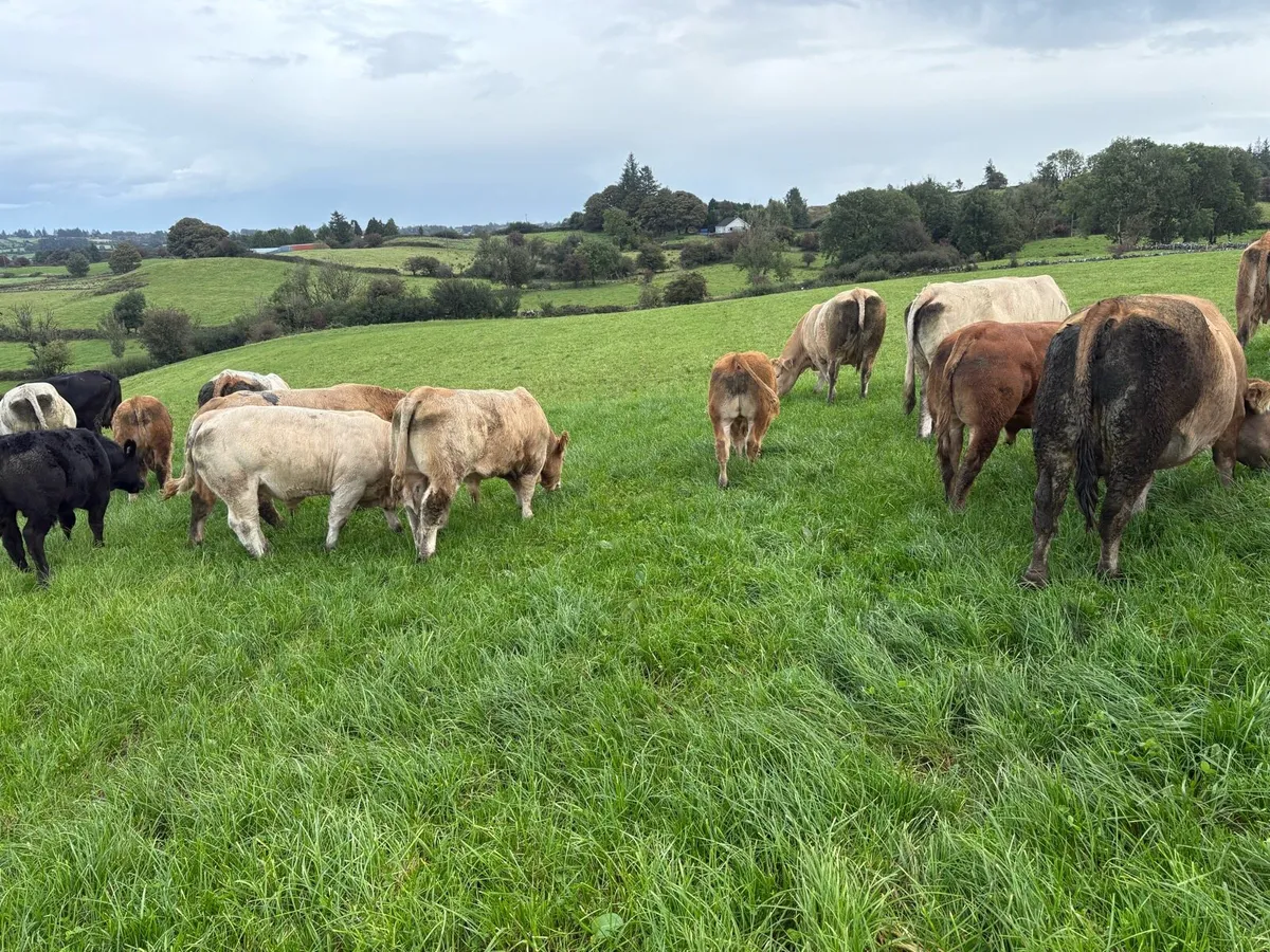 Weanling bulls - Image 4