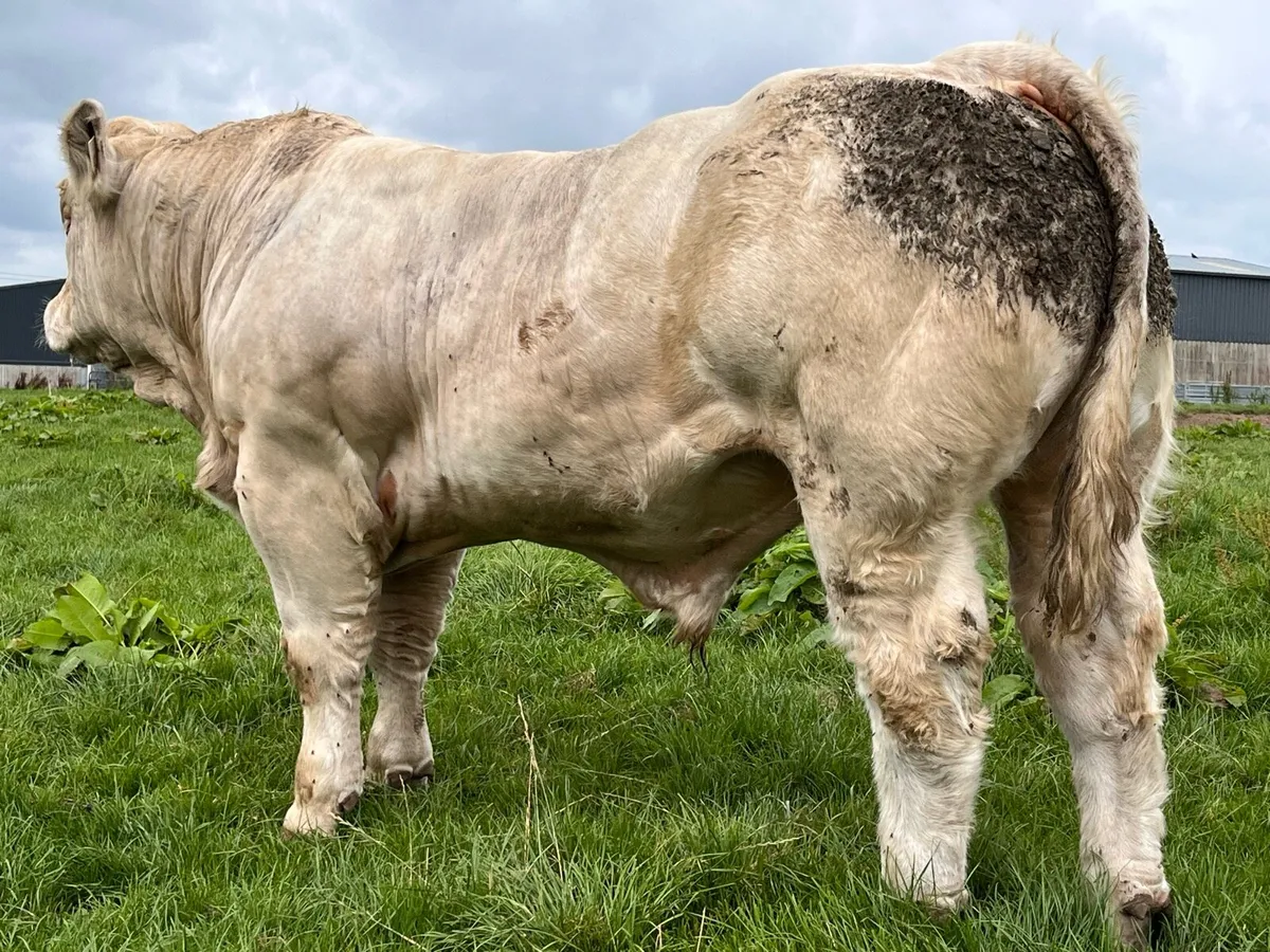 Person wanted to halter train cattle - Image 1