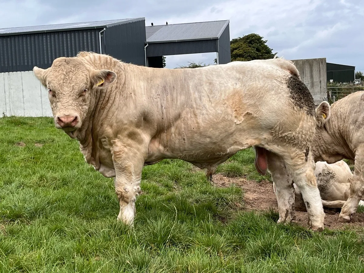 Person wanted to halter train cattle - Image 2