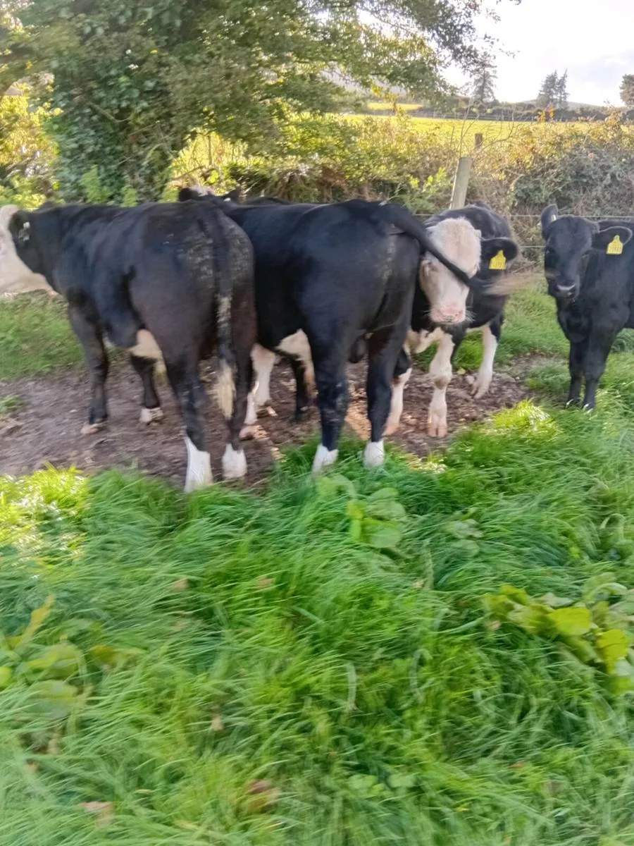 Cattle - Image 1