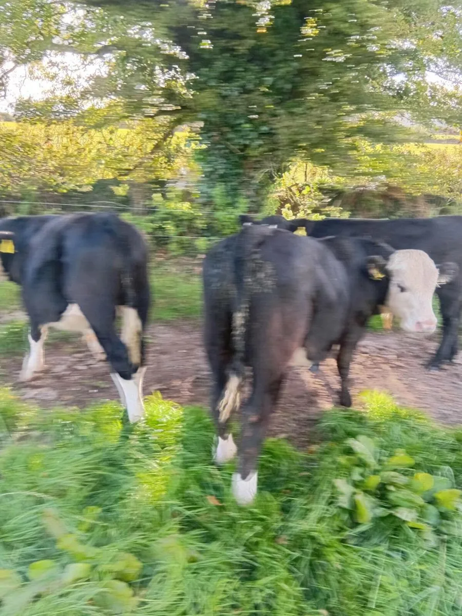 Cattle - Image 2