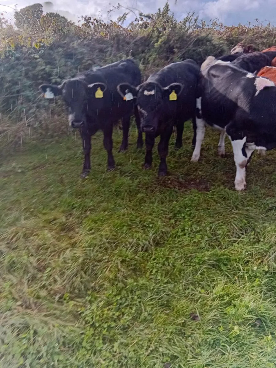 Cattle - Image 4