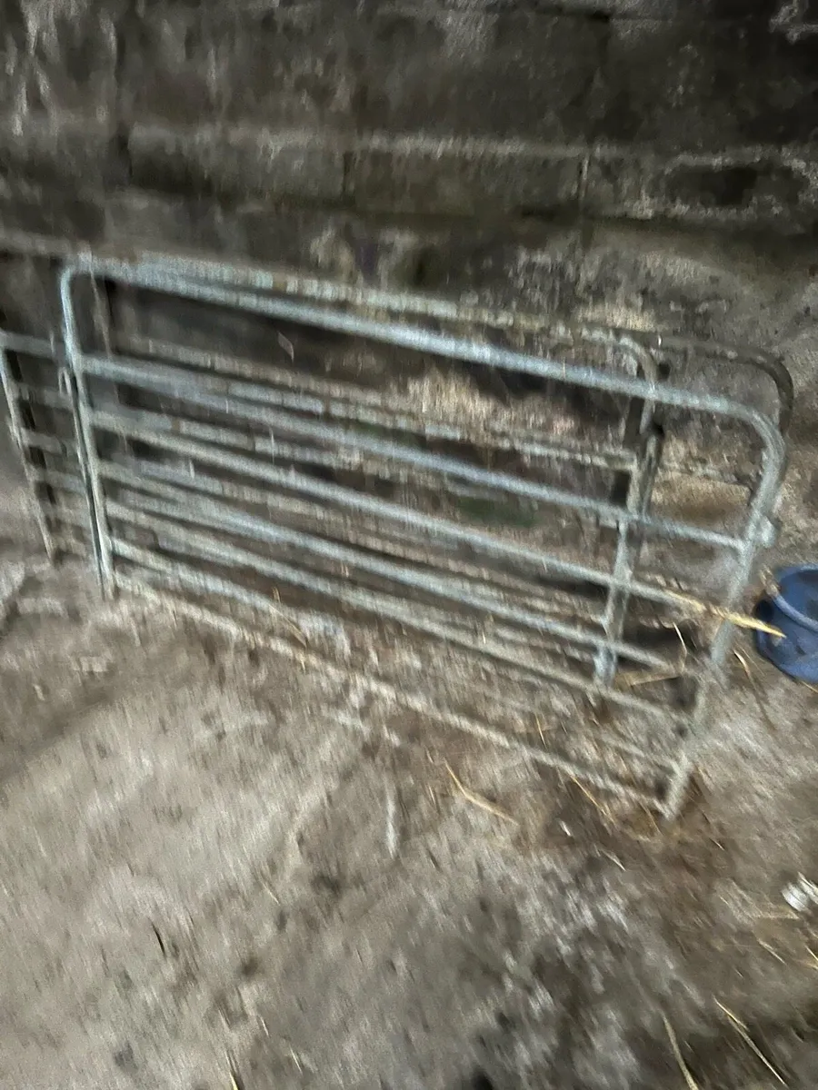 Sheep equipment - Image 3