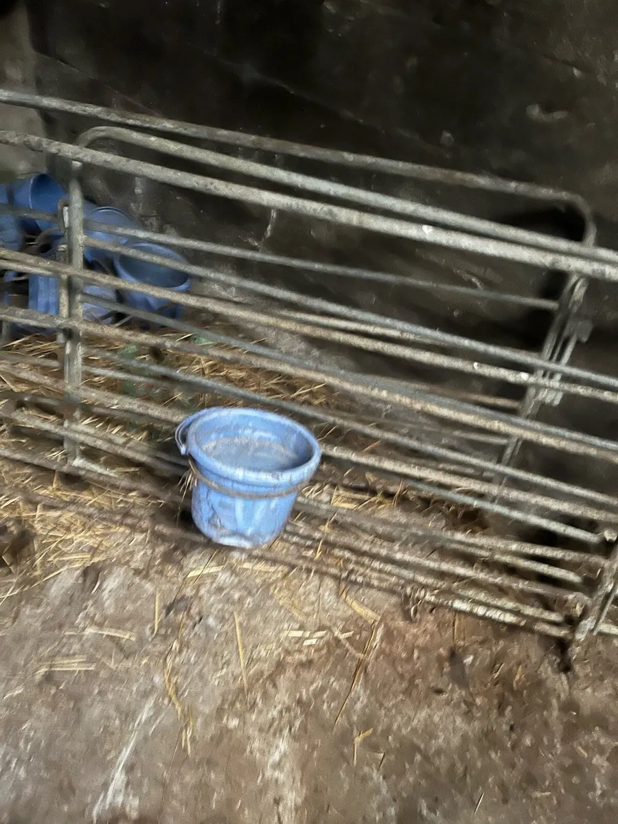 Sheep equipment - Image 4