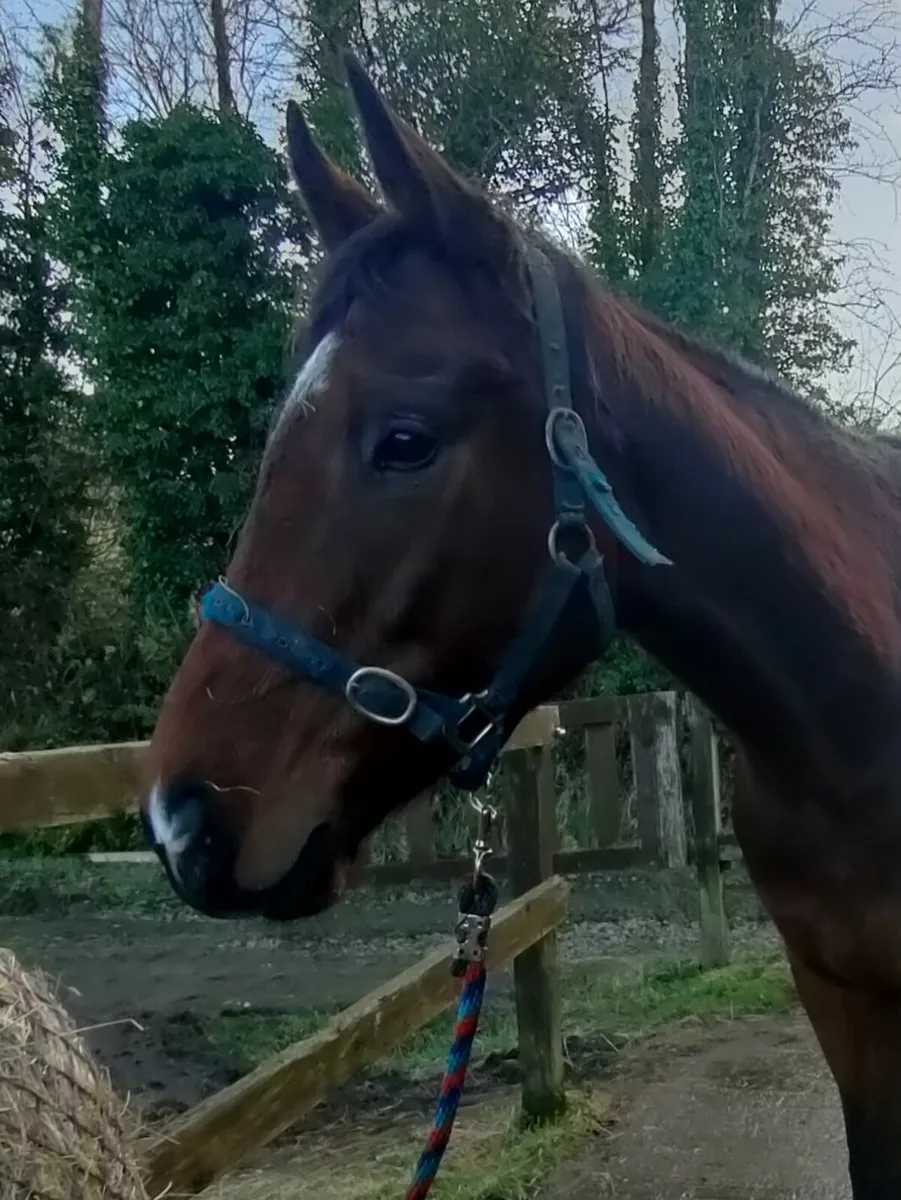 Horse - Image 1