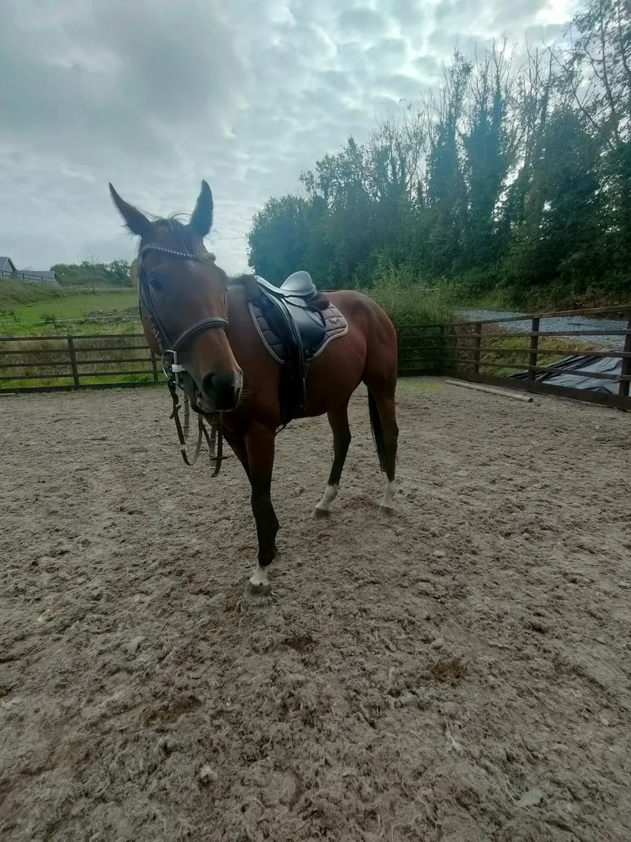 Horse - Image 2