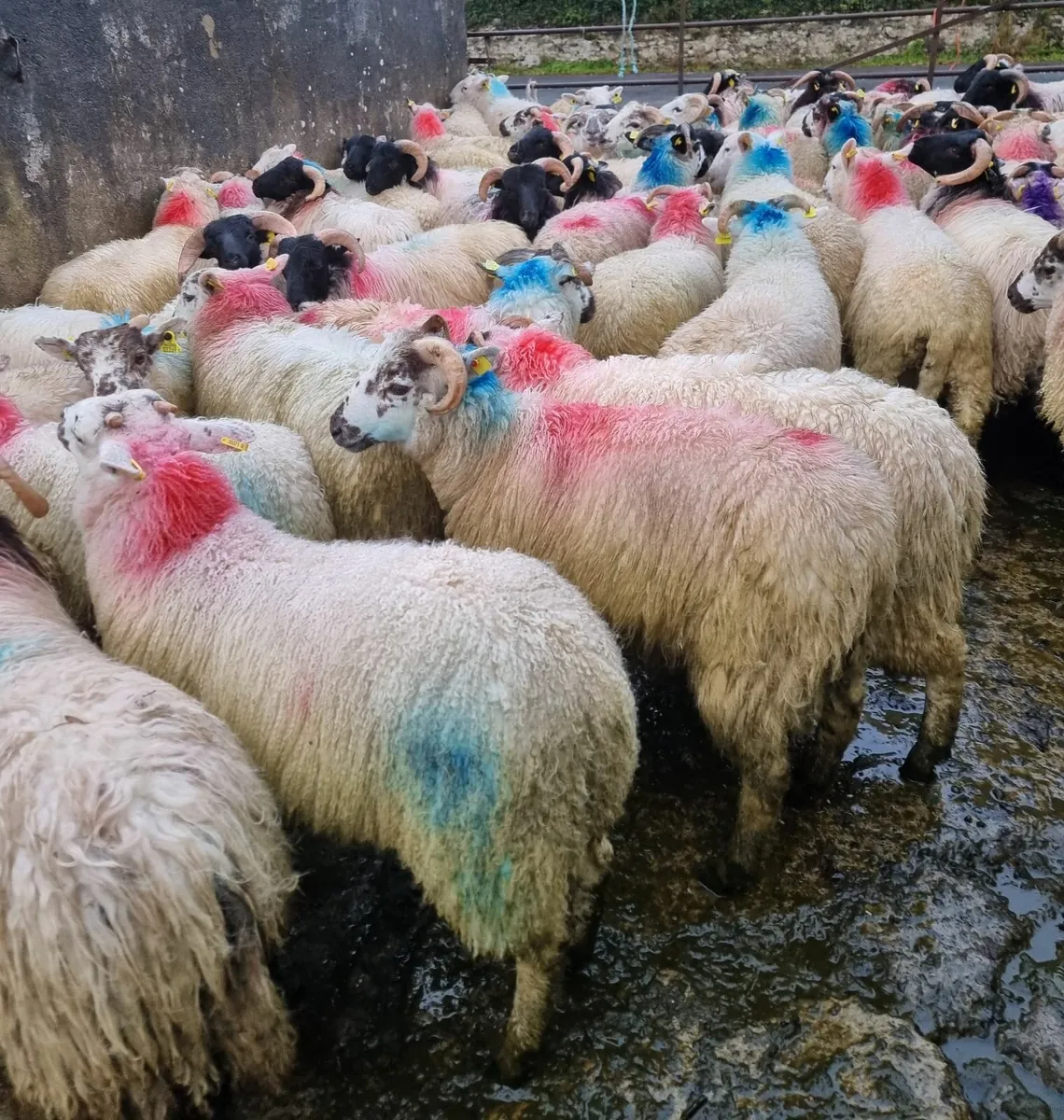 Stores lambs - Image 1