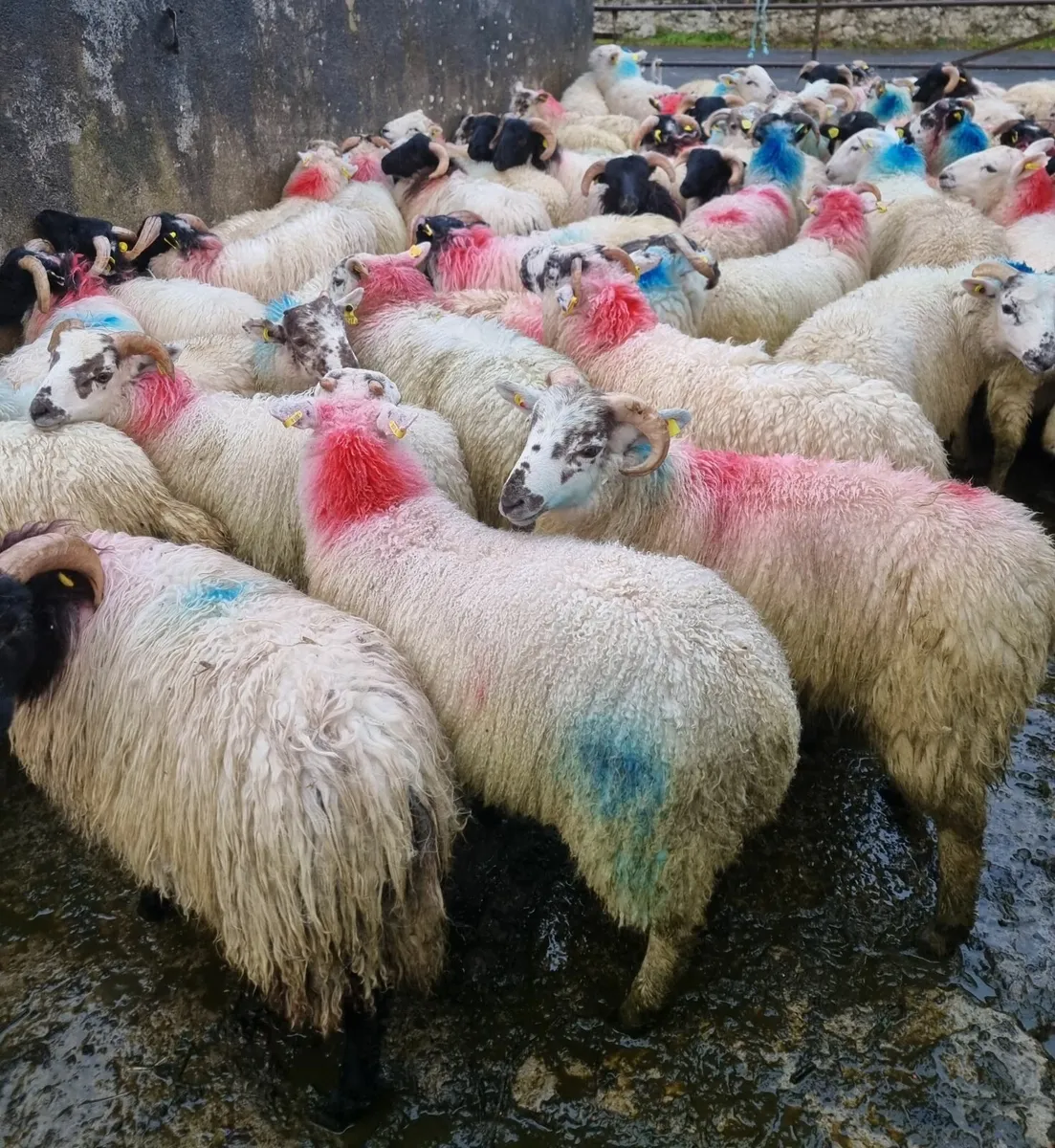 Stores lambs - Image 2