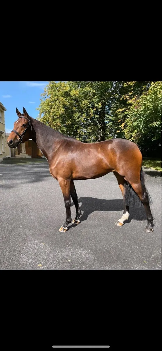 3 yr old Filly by Colandro - Image 2