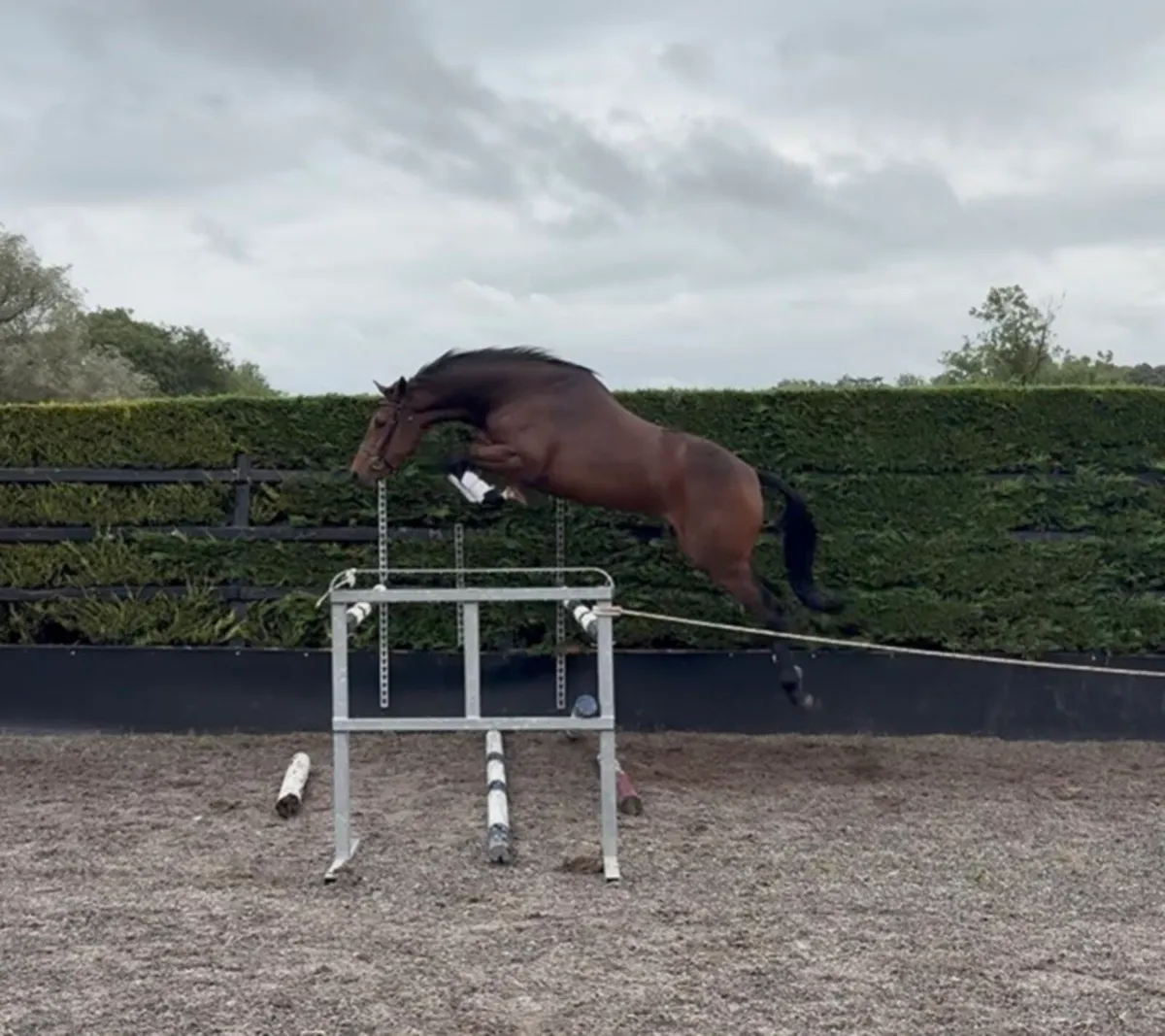 3 yr old Filly by Colandro - Image 1